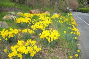 Annual October Daffodil Giveaway